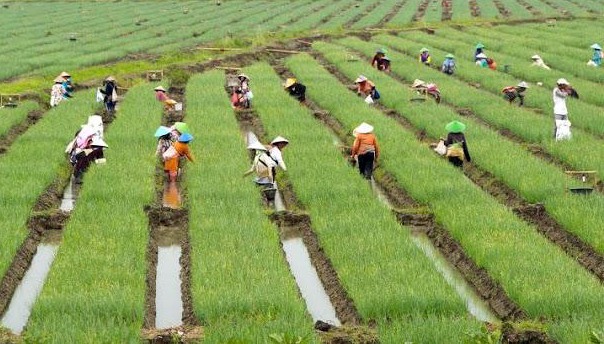 Kebijakan Tepat Hasilkan Kesejahteraan Petani Hingga Tekan Inflasi